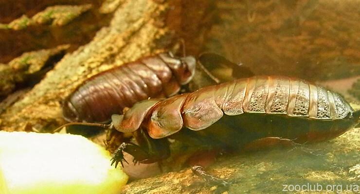 Гигантска ровяща снимка на хлебарка