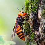 Den jätte japanska horneten (Vespa mandarina japonica) är välkänd i Asien inte bara på grund av sin enorma storlek utan framför allt på grund av den stora risken för denna insekt för människor ...