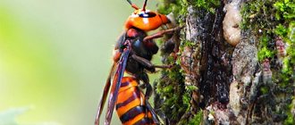 The giant Japanese hornet (Vespa mandarina japonica) is well known in Asia not only because of its huge size, but above all because of the high danger of this insect to humans ...