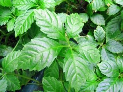 Gynostemma Five-leafed