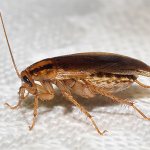 Hypotheses about where the cockroaches went
