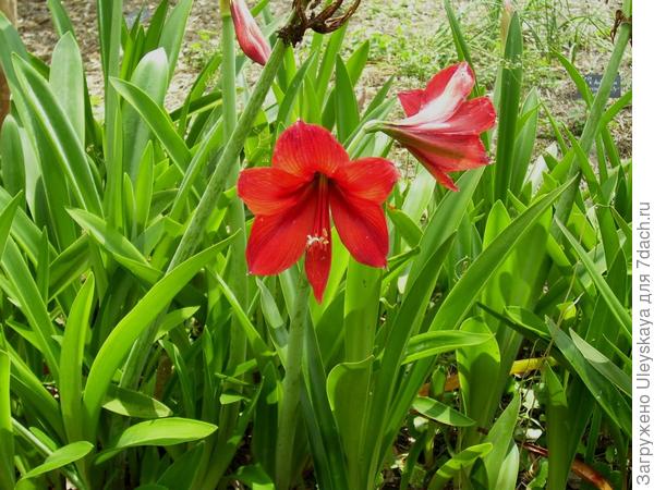 Hippeastrum akraman. Photo from the site s215.