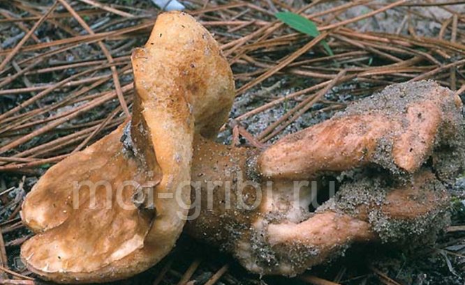 Gyroporus chestnut