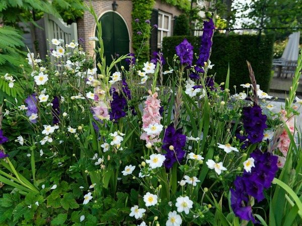Gladioli in the flowerbed