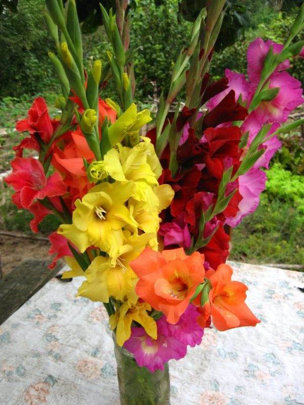 Gladiolele arată grozav într-o vază