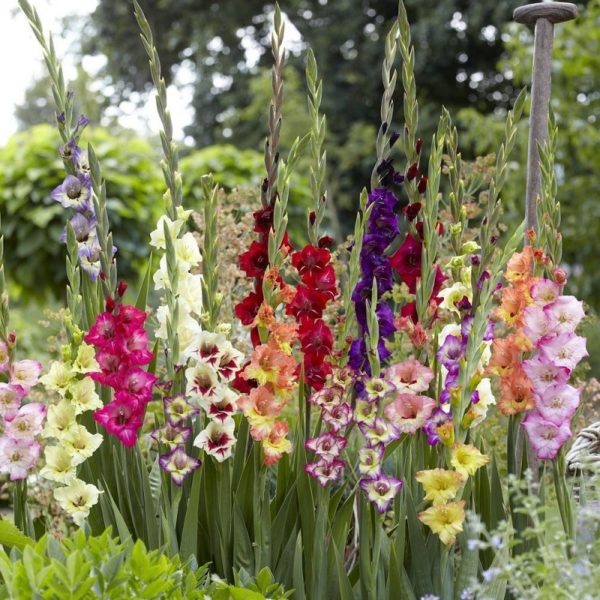 Gladioli akan menghiasi mana-mana taman bunga!