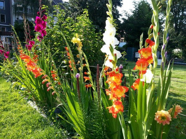 Gladioli i en blommaträdgård