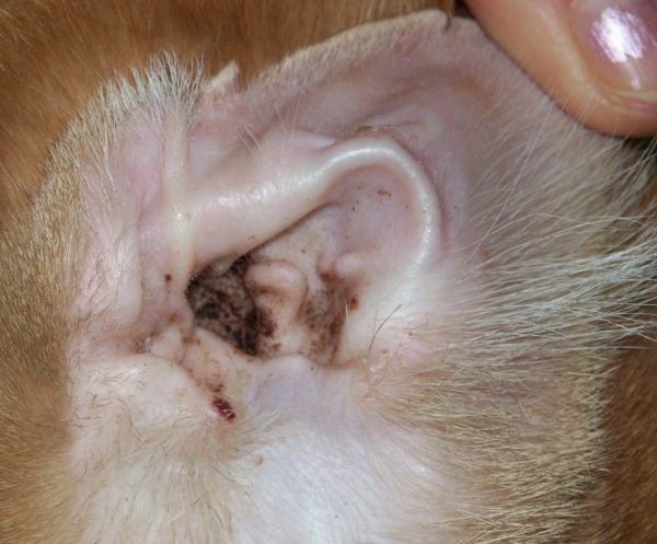 Основната разлика между саркоптичната краста и отодектозата е поражението на ушите във втория случай.