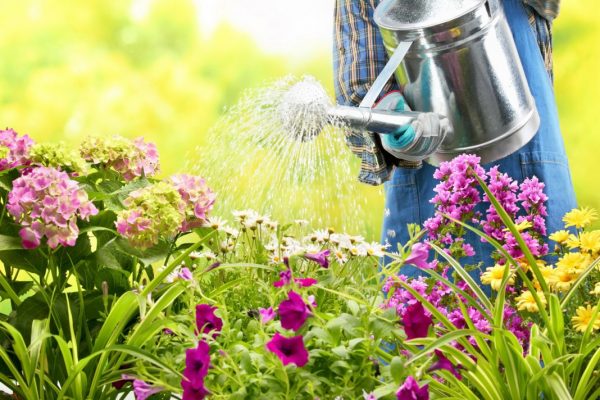 Основното в грижите за растенията е правилното поливане.