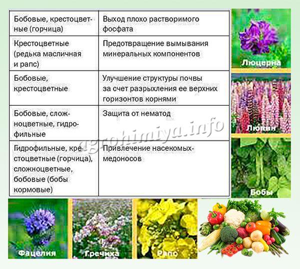 Hlavní výhody zeleného hnoje