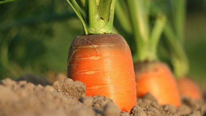 Основните причини, поради които морковите не растат в градината