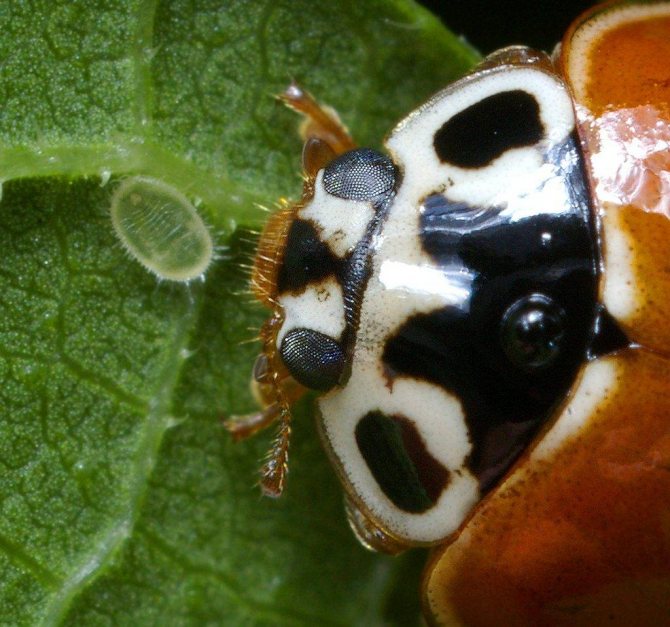 Mata kumbang
