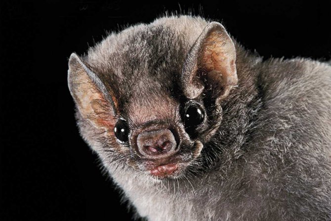 Bat eyes