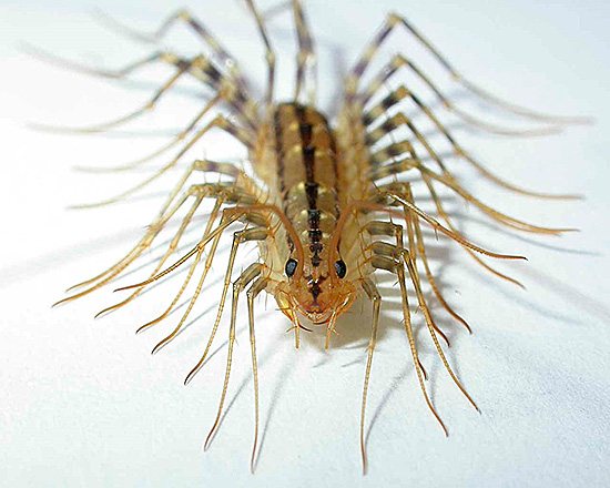 Ochii de centipede pot fi văzuți cu ușurință