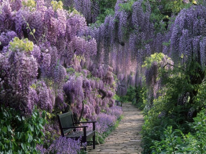 Wisteria: features of planting and care in the Moscow region, Siberia, Belarus and Ukraine