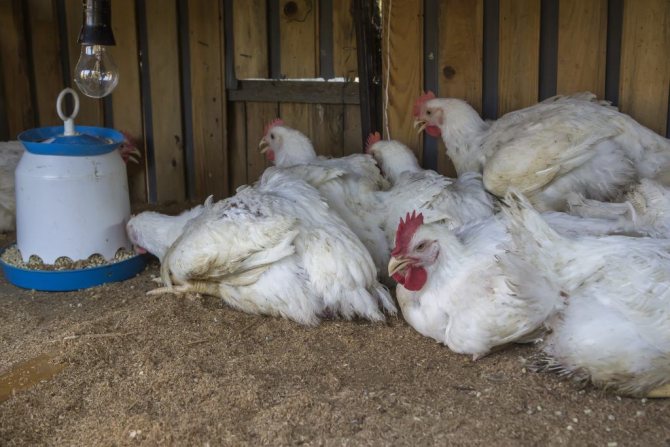 Worms in chickens - drugs for treatment and prevention