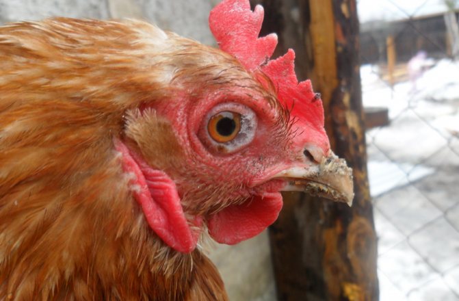 Червеи при пилета - лекарства за лечение и профилактика