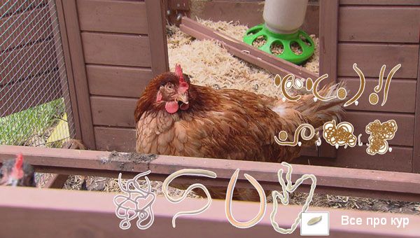 Worms in chickens - drugs for treatment and prevention