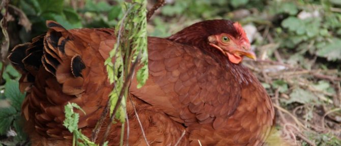 Worms in chickens - symptoms and treatment (drugs and folk remedies)