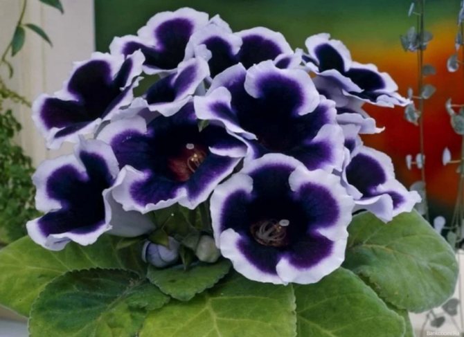 gloxinia blanc-violet