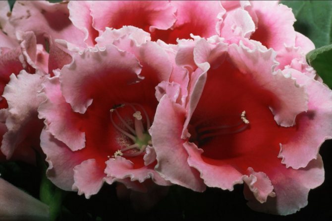 gloxinia merah jambu