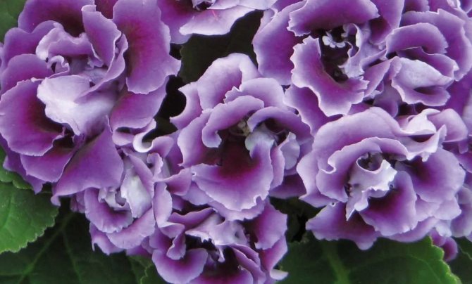 gloxinia ungu