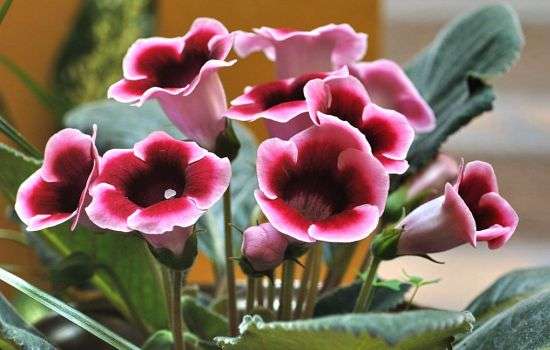 Gloxinia dry leaves what to do