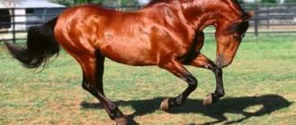 Bay horse suit - Agronomist Wiki