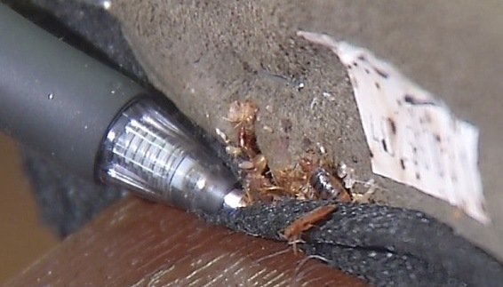 Bed bugs nest found in upholstered furniture