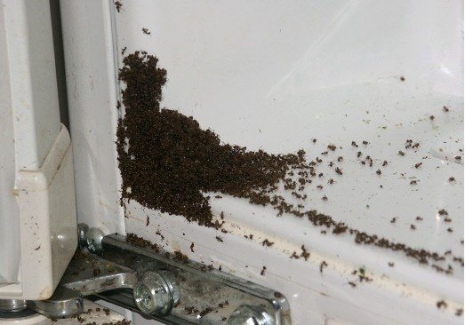 Гнездо за мравки