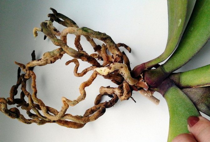 Orchid roots rot