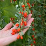 Goji - care and growing healthy berries in the garden