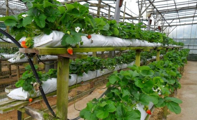 Холандска технология за отглеждане на ягоди