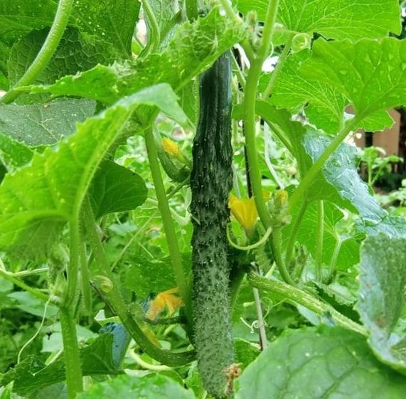 Mga pagkakaiba-iba ng cucumber na Dutch