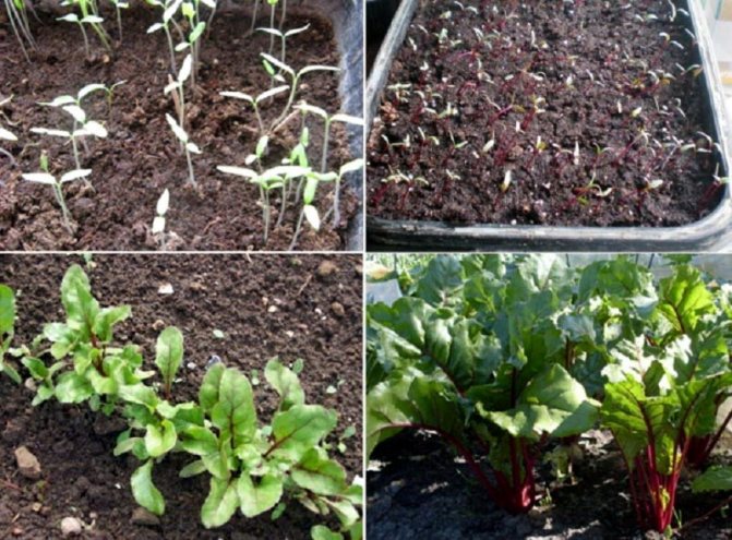 Dutch hybrid beet {amp} quot; Action f1 {amp} quot;: features of the crop and the secrets of proper care for it