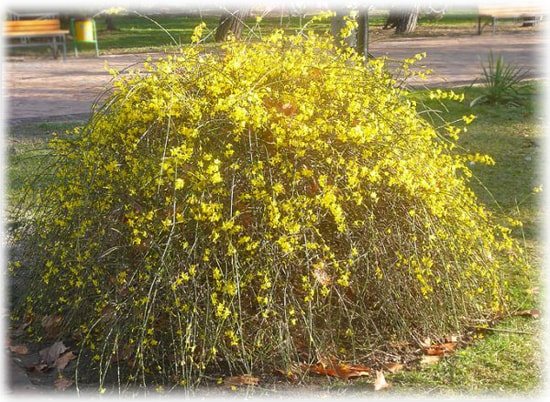 Холофлауър (Jasminum nudiflorum)