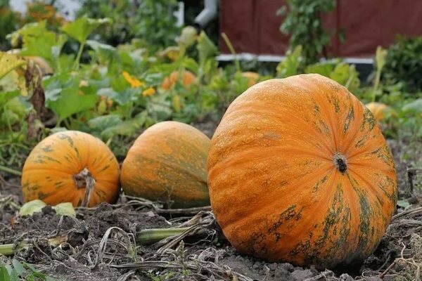 Gymnosperm pumpkin: photo, growing rules