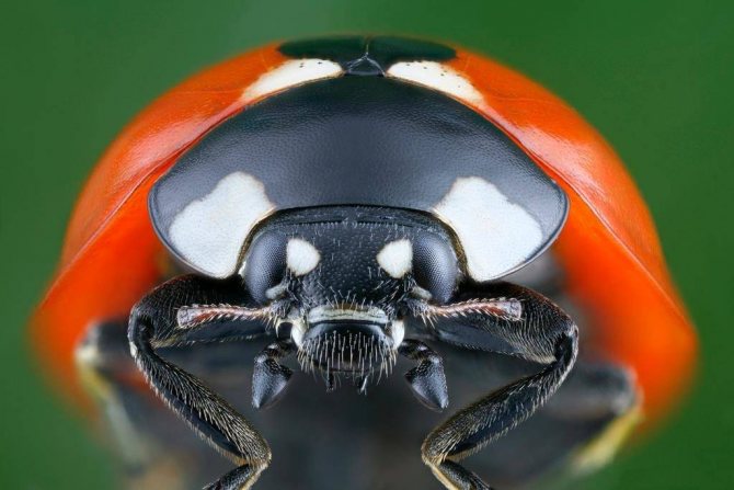 Ladybug head and eyes