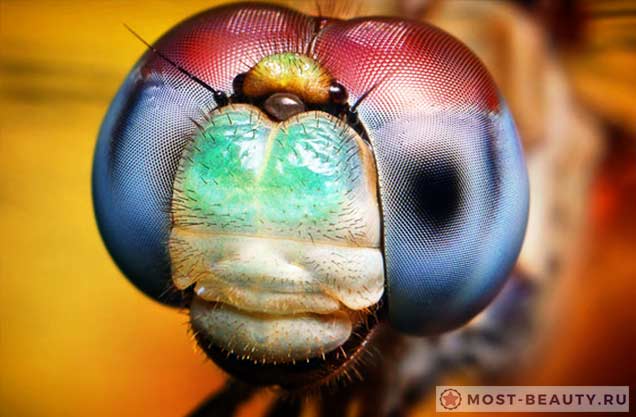 Dragonfly head