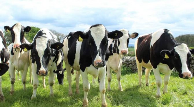 Holstein ras av kor