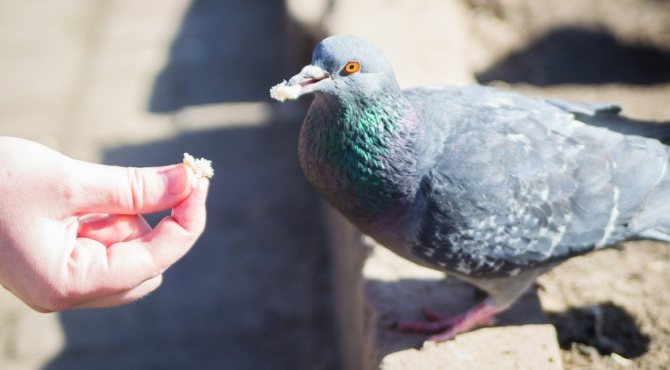 Pigeon eating
