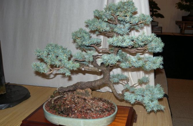 Spruce biru