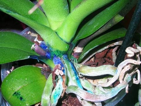 blå orkidé