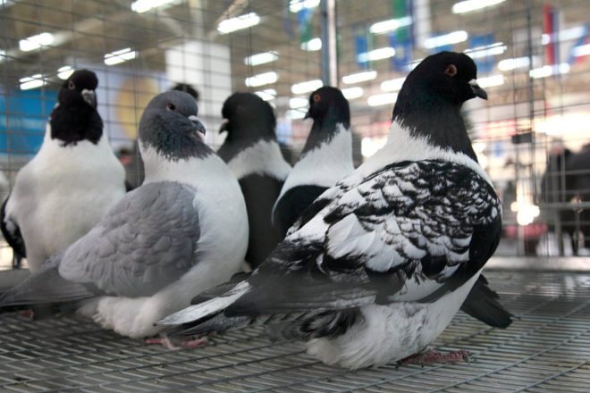 Strass pigeons are great for breeding
