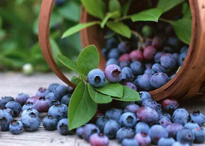 Blueberry terkenal dengan khasiatnya yang bermanfaat.
