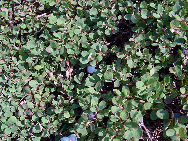 Blueberries on the bushes