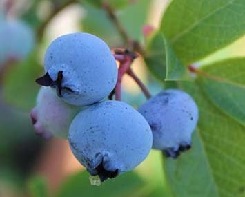 Common blueberry