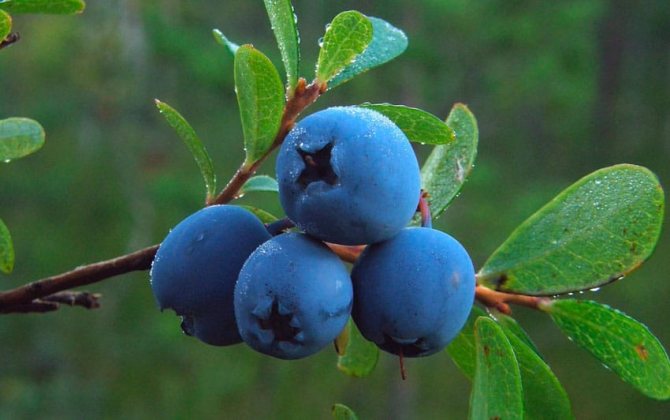 Varieti blueberry untuk tinjauan wilayah Moscow