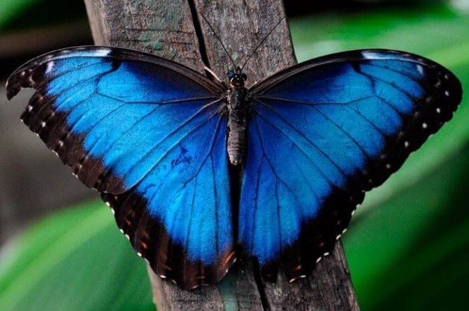 Menelaus morpho biru