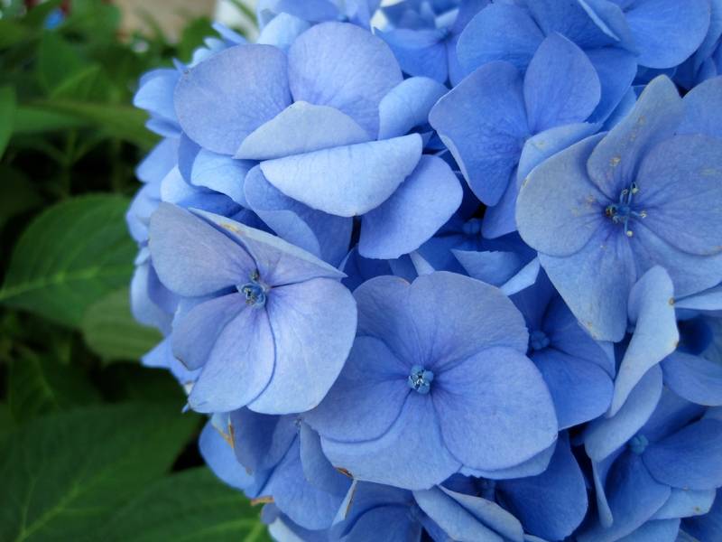 Сини цветя